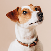 Pet services
